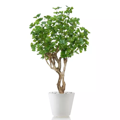 Rostlina Gynkgo Robustina 120 cm Green 1087003