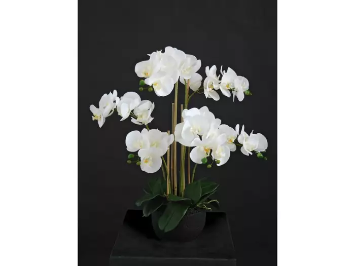 Orchidej bílá střední (5684WHT)