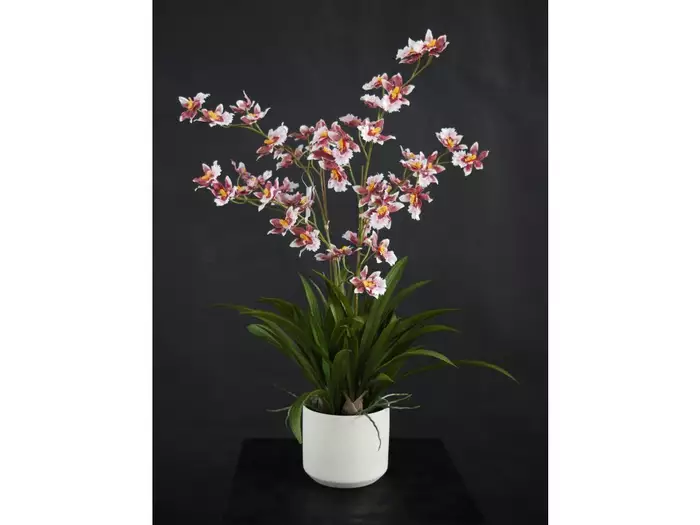 Orchidej Dancing Fiber růžová (5681PNK