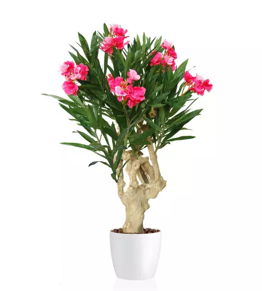 Oleander Crown Mini 100 cm Pink 1079004 (1)