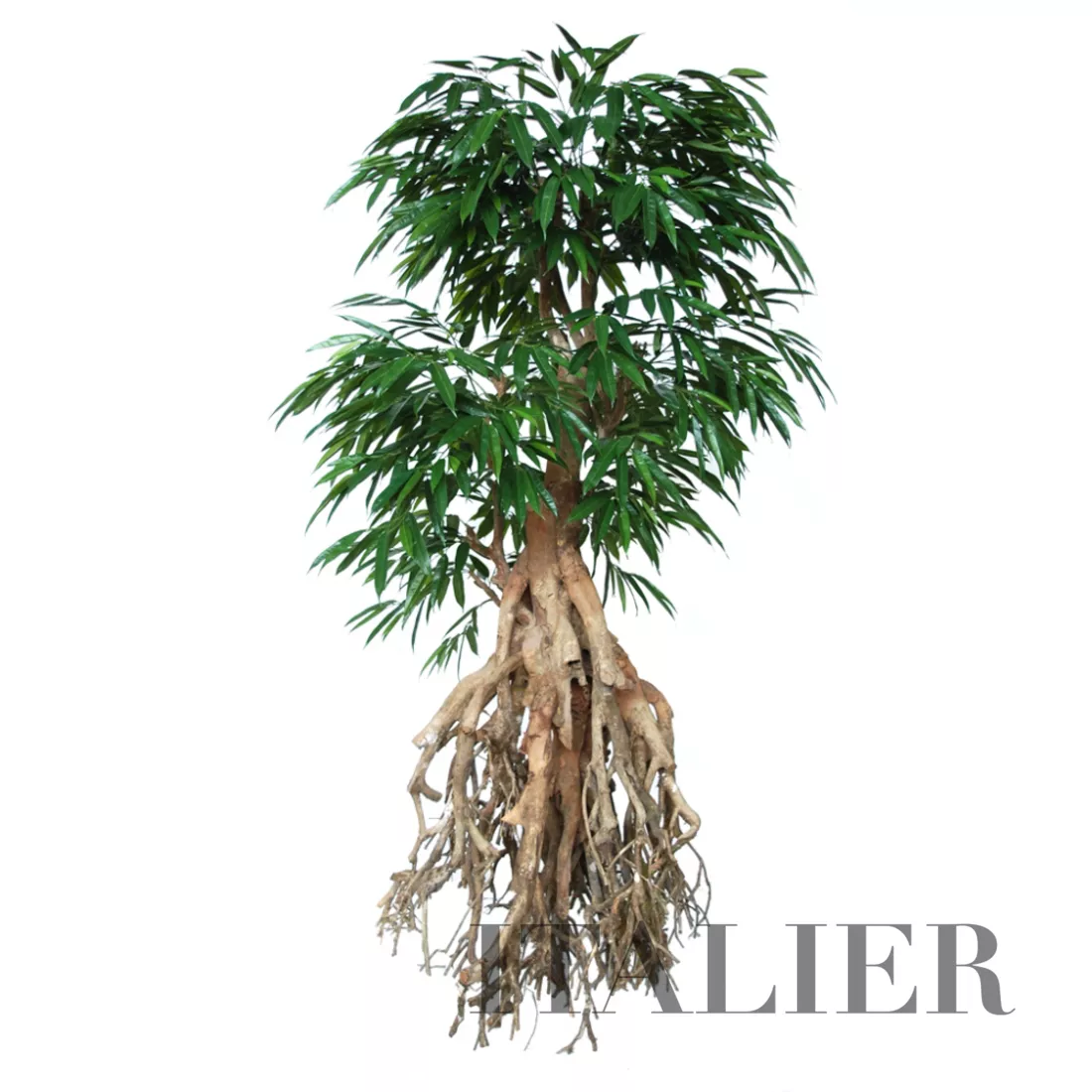 Longifolia Root Giant 250 cm Green 1058024