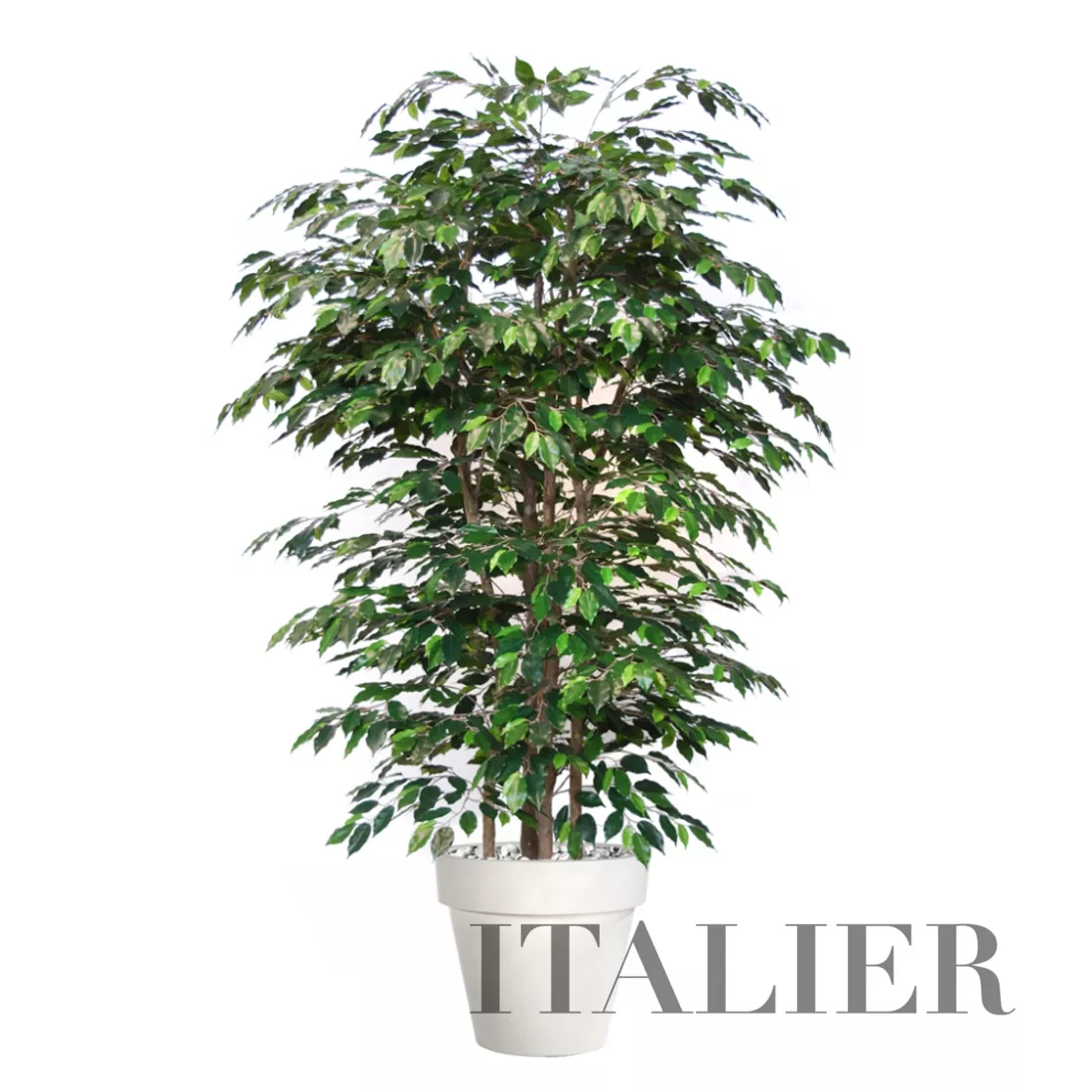 Rostlina Ficus Exotica Boschetto 220 cm Green 1049023