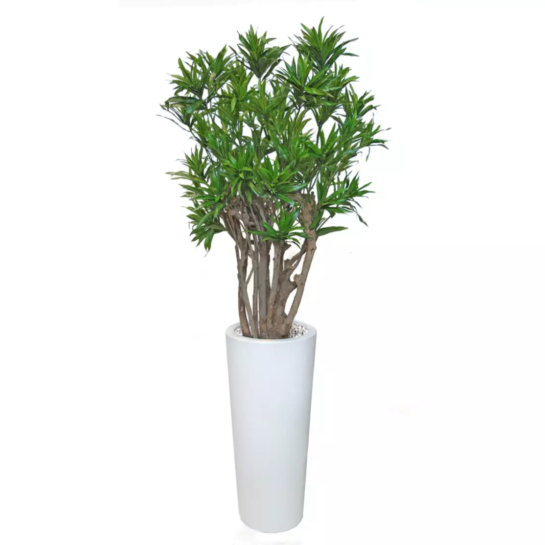 Rostlina Dracaena Reflexa Robusta 190 cm Green 4008A32