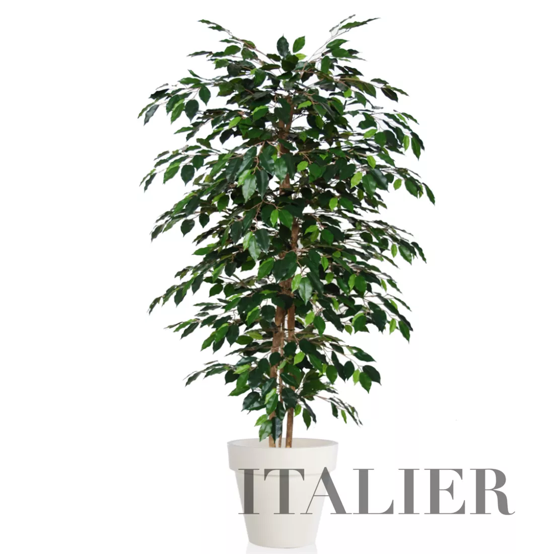 Rostlina Ficus Exotica Almora 180 cm Green 1049009