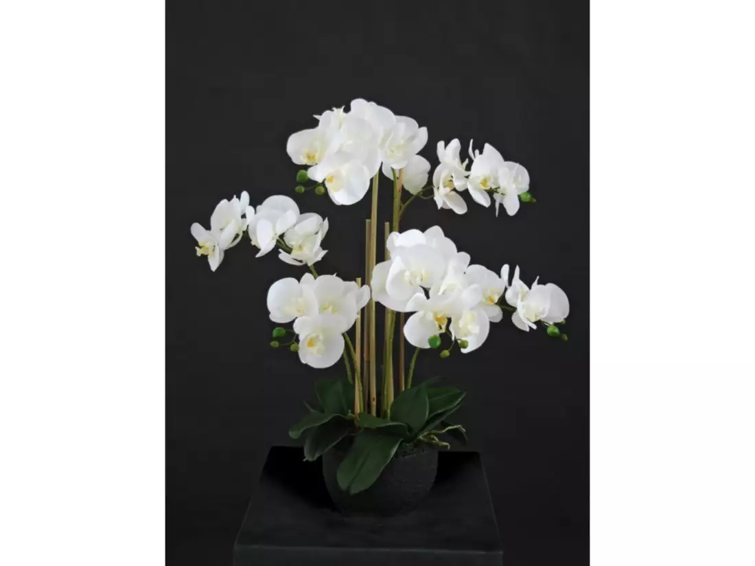 Orchidej bílá střední (5684WHT)