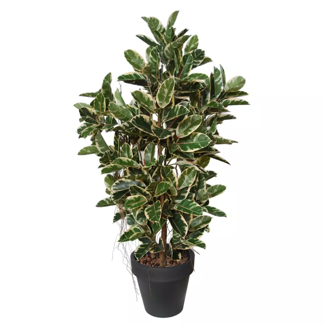 Rostlina Ficus Elastica Boschetto 210 cm  Variegated 1081003