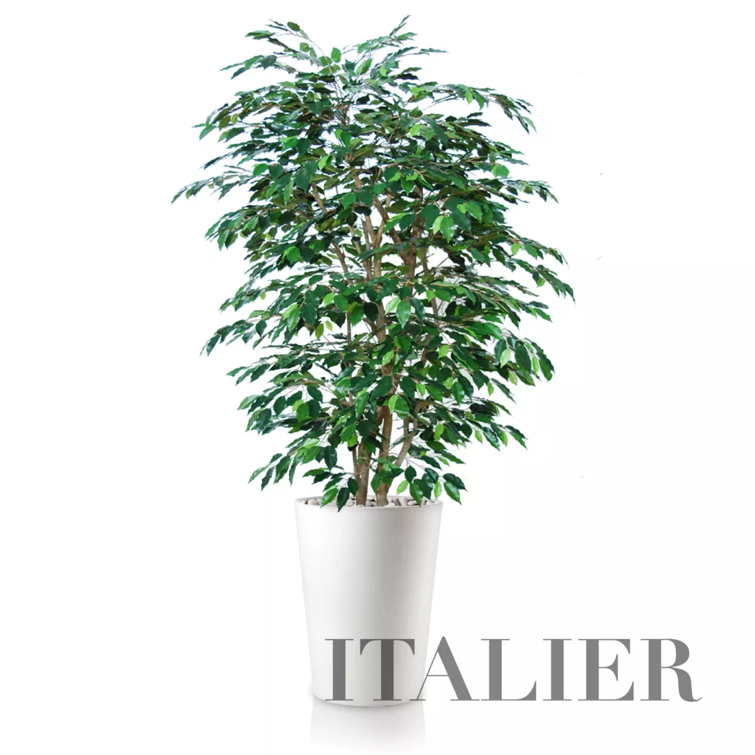 Rostlina Ficus Exotica Boschetto 180 cm Green 1049022