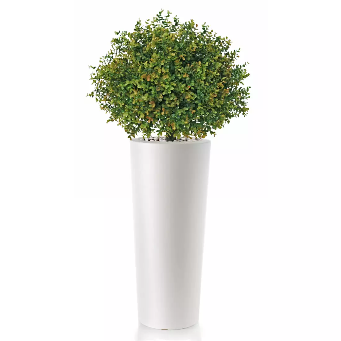 Rostlina Boxwood Topiary h 135 cm -  Ø 60 cm Green 5564002
