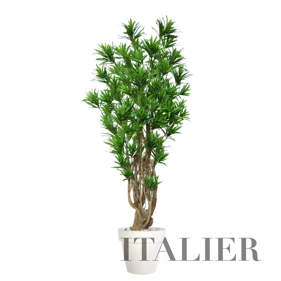 Rostlina Dracaena Reflexa Malabar 220 cm Green 4008A27