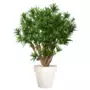 Rostlina Dracaena Reflexa Robusta 180 cm Green 4008A24