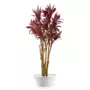 Rostlina Cordyline Florida 260 cm Red 1076003