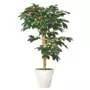 Strom Coffee Florida Tree 150 cm Green 1077008