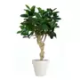 Rostlina Ficus Elastica Crown 180 cm Green 5426005