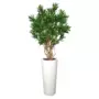 Rostlina Croton California Robusta 140 cm Green 1078001
