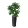 Rostlina Ficus Exotica Lux 150 cm Green 1049024