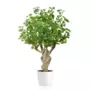 Rostlina Gynkgo Crown Mini 100 cm Green 1087000