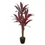 Rostlina Cordyline Exotica  120 cm Red 1076002