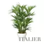 Kentia Palm Lux x 3  200 cm Green 4175002