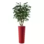Rostlina Ficus Exotica Malabar 150 cm Green 1049026