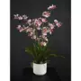 Orchidej Dancing Fiber růžová (5681PNK