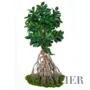 Rostlina Ficus Elastica Root Giant 260 cm Green 5426007