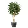 Rostlina Ficus Exotica Designer 220 cm Green 1049037