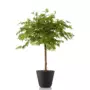 Maple Topiary 120 cm Muliticolor 1046M42