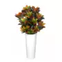 Rostlina Croton Bush Lux 110 cm Multicolor 5507001