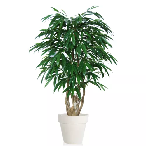 Longifolia Malabar 150 cm Green 1058004