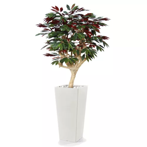 Rostlina Capensia Crown 150 cm Green Red 1083000