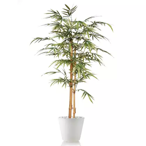 Strom-Bamboo-Japanese-Tree-150-cm-Variegated-1054V05