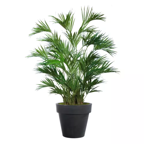 Kentia Palm Lux x 4 240 cm Green 4533004