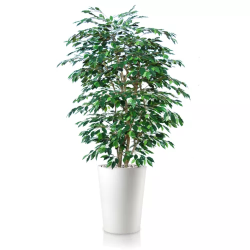 Rostlina Ficus Exotica Boschetto 180 cm Green 1049022