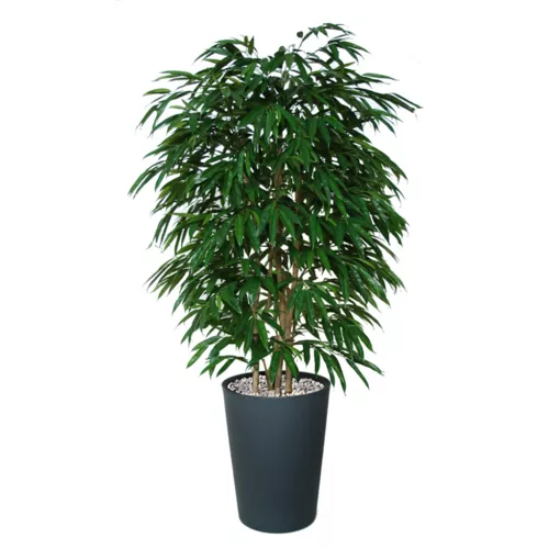 Longifolia Boschetto 180 cm Green 1058001