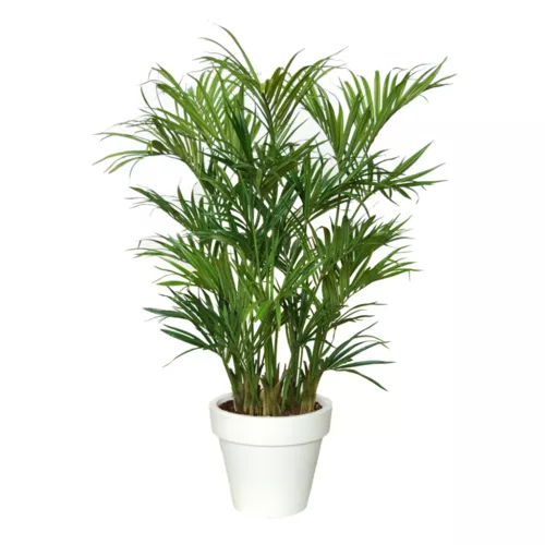 Kentia Palm Lux x 3  200 cm Green 4175002
