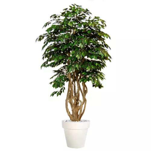 Rostlina Ficus Exotica Malabar Lux 250 cm Green 1049038