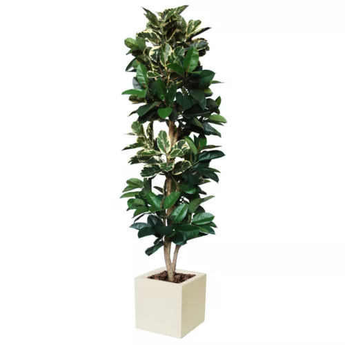 Rostlina Ficus Elastica Column 250 cm Variegated  5426015