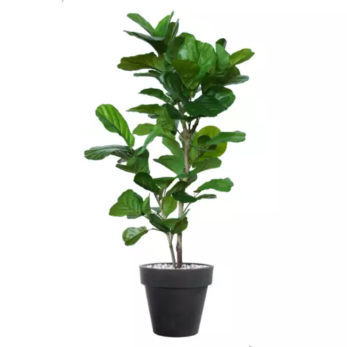 Rostlina Ficus Lyrata Wild Tree Lux 200 cm Green 5660001