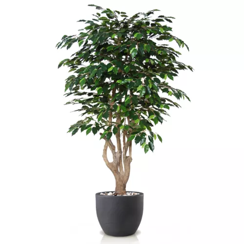 Rostlina Ficus Exotica Malabar 180 cm Green 1049027