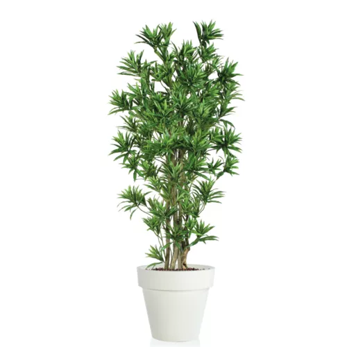 Rostlina Dracaena Reflexa Boschetto 180 cm Green 4008A05