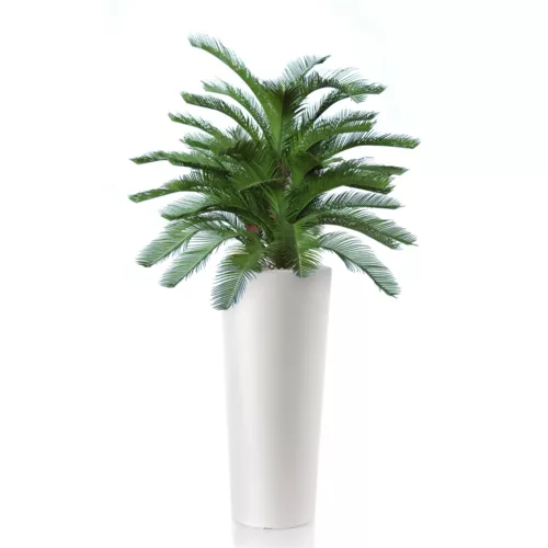 Rostlina Cycas Baby Boschetto 100 cm Green 4222A04