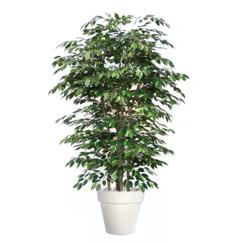 Rostlina Ficus Exotica Boschetto 220 cm Green 1049023