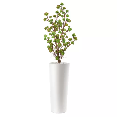 Rostlina Echeveria Plant Lux 120 cm Multicolor 5421M01