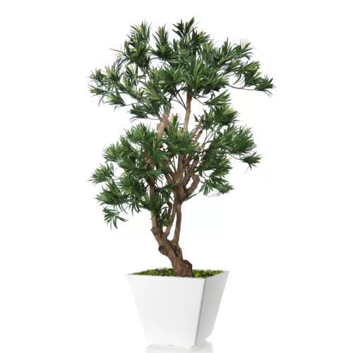 Podocarpus Stylish 130 cm Green 1093013