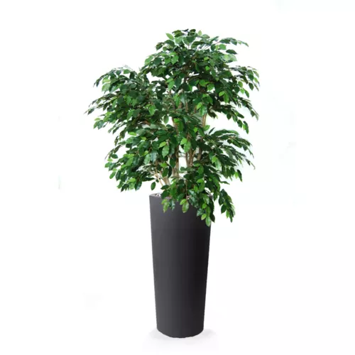 Rostlina Ficus Exotica Lux 150 cm Green 1049024