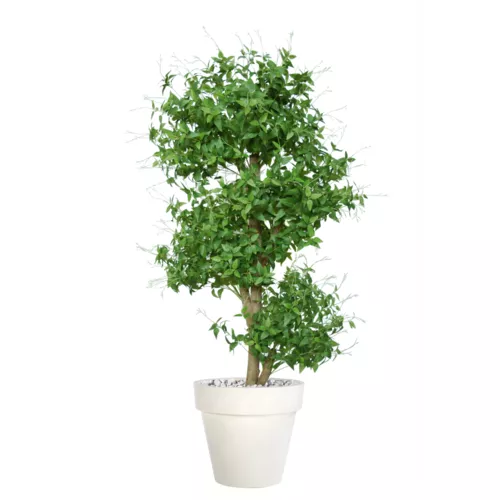 Rostlina Clematis Multistep 150 cm Green 5597002