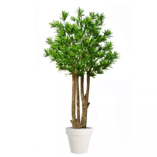 Rostlina Dracaena Reflexa Exotica 280 cm Green 4008A36