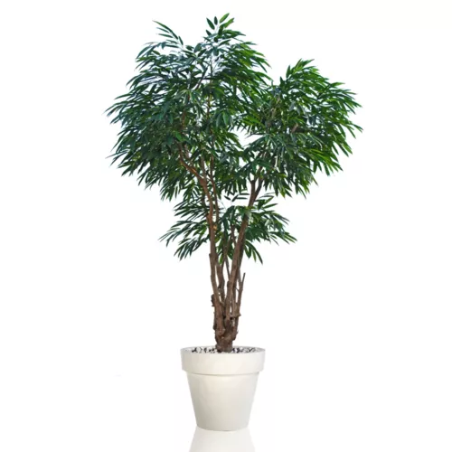 Longifolia Malabar Lux 250 cm Green 1058020