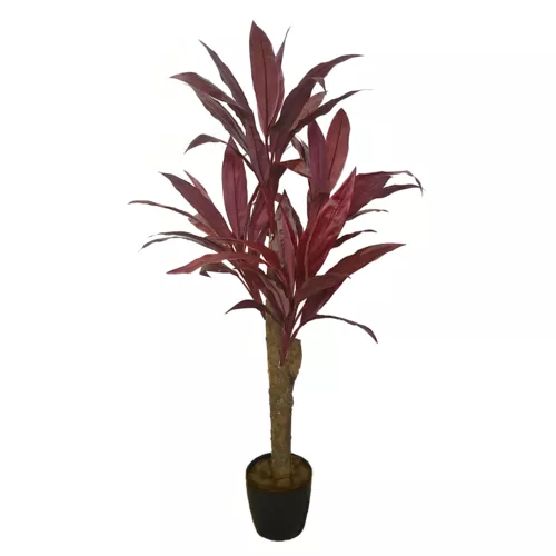 Rostlina Cordyline Exotica  120 cm Red 1076002