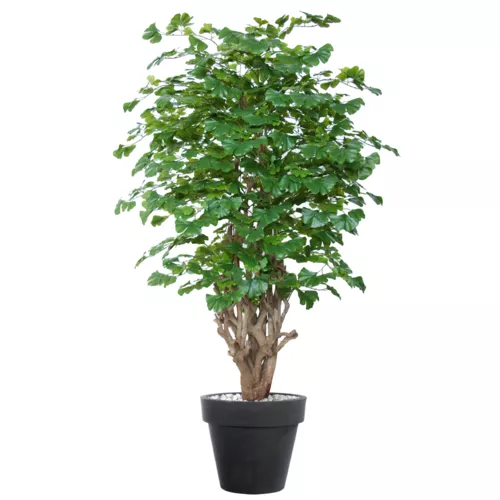 Rostlina Gynkgo Malabar 180 cm Green 1086012